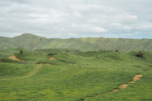 丘陵, 景觀, 綠色 的 免費圖庫相片