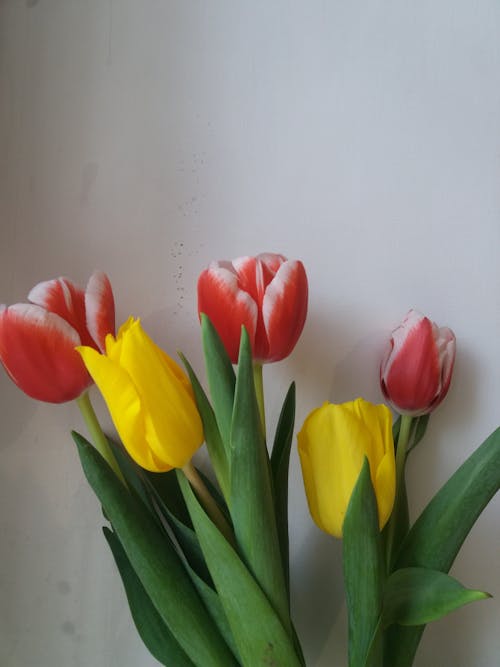 Gratis stockfoto met bloemen, fabrieken, fris