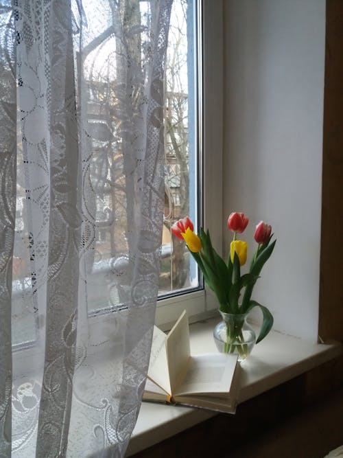 Foto stok gratis ambang jendela, bejana, Book