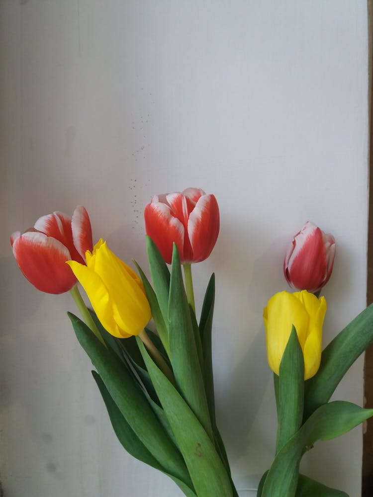 Red And Yellow Tulips