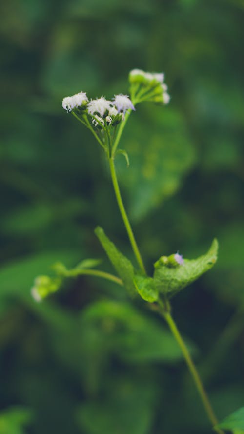 Free stock photo of flora, floral arrangement, floral design