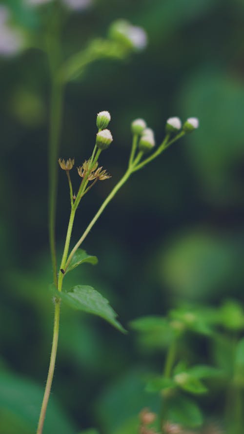 Fotobanka s bezplatnými fotkami na tému flóra, kvetinová blúzka, kvety