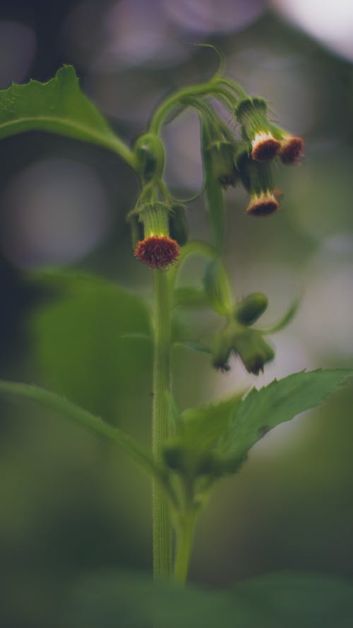 Free stock photo of blossom flora, fauna, flora