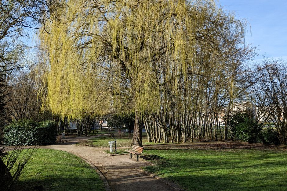 Tree-lined park path with graceful willow tree in full leaf — dappled willow tree form Surrey BC