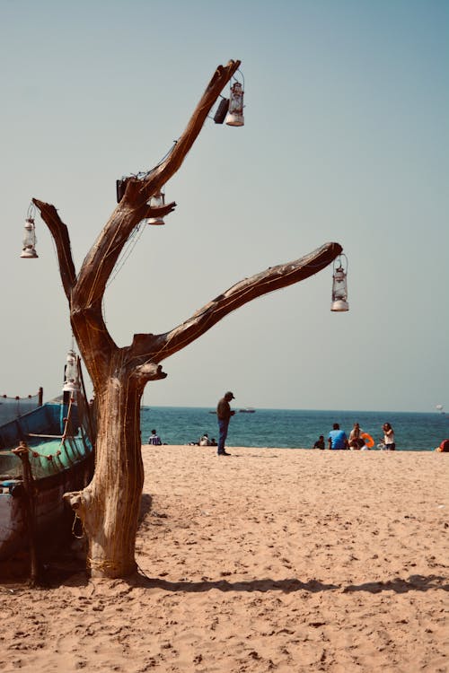 Kostnadsfri bild av blått hav, brun sand, höstträd