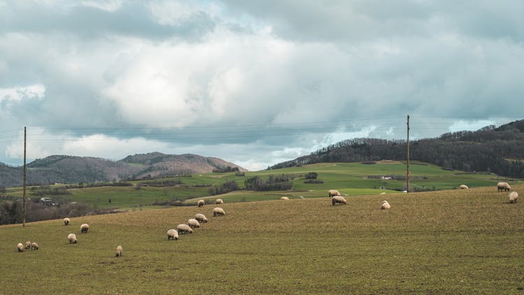 Scenic Landscape With A Herd Of Sheep 