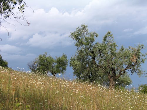 Základová fotografie zdarma na téma abruzzi, adriatica, alba