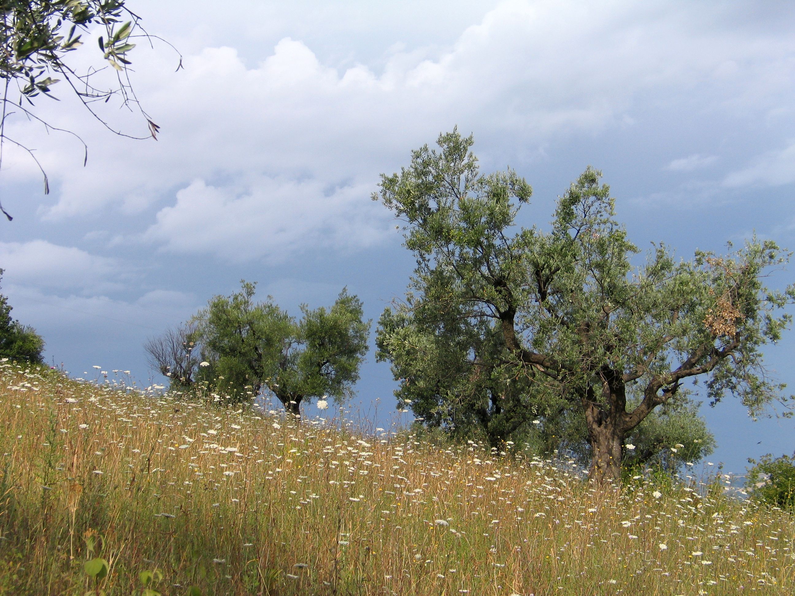 A field of wildflowers with trees in the background · Free Stock Photo