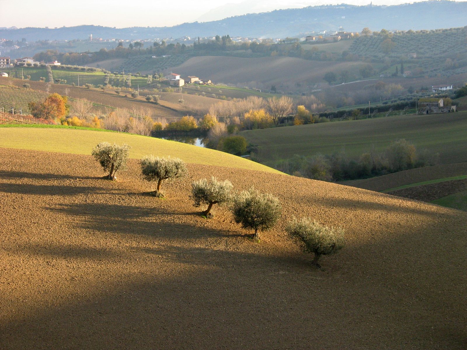 Olive trees in a Valencian valley
