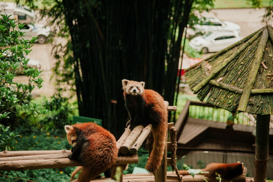 Fotomural Adorables pandas rojos posados en estructuras de madera en un santuario de vida silvestre.