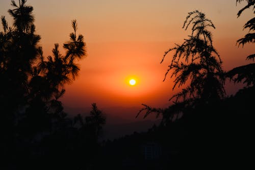 Kostnadsfri bild av mandelträd, solstråle, strand solnedgång