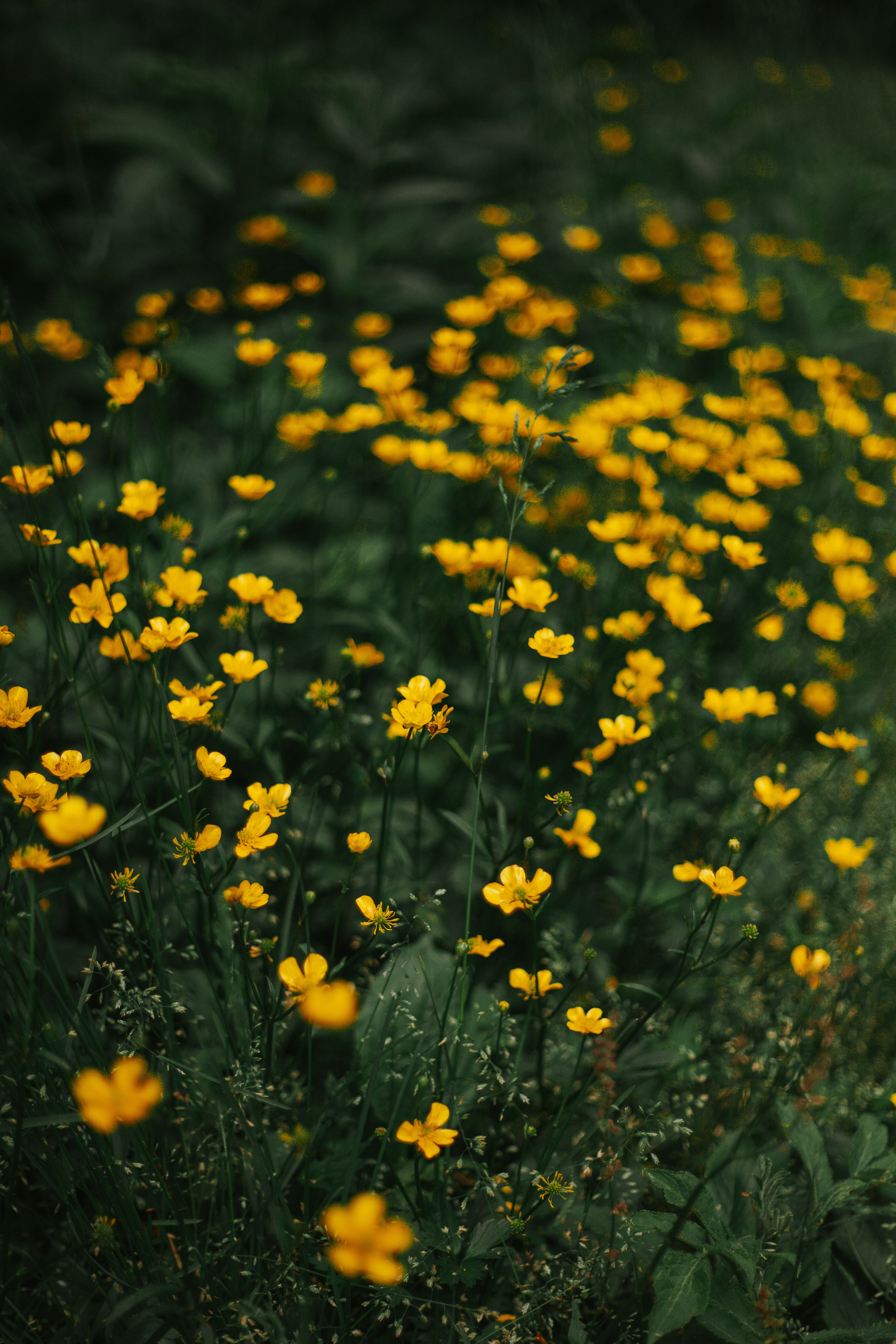 Close up of Yellow Flowers · Free Stock Photo