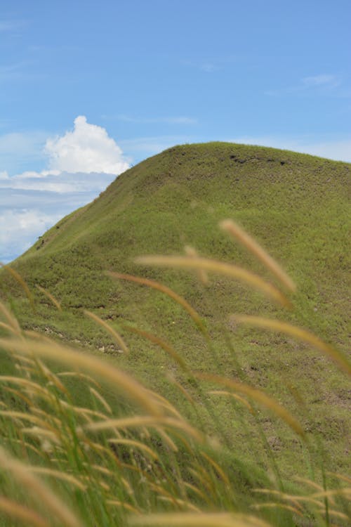 Foto d'estoc gratuïta de cel blau, cel clar, herbes