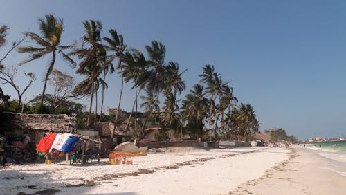 Palm Trees and Beach in Tropical Island