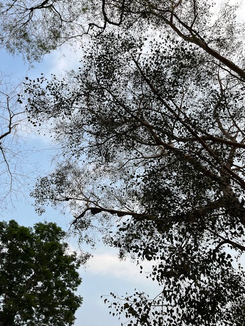 Foto profissional grátis de árvore, céu azul, fechar-se