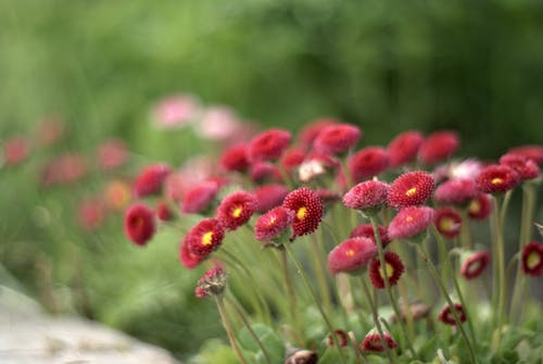 A close up of red flowers in a garden