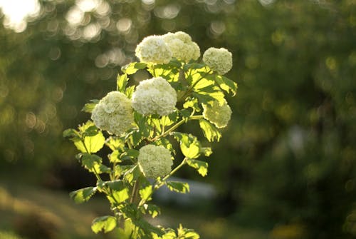 A plant with white flowers in the sun