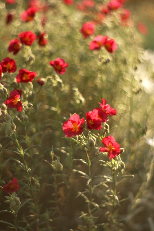 Red flowers in a field with sunlight