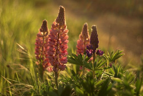 Lupine flowers in the sun