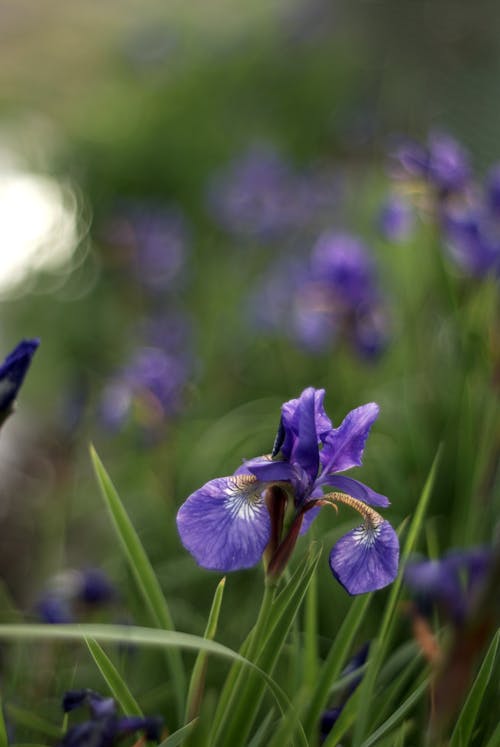 Iris flowers in the grass with blurred background