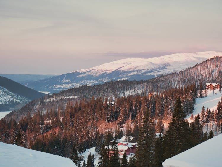 Forest And Hills In Winter