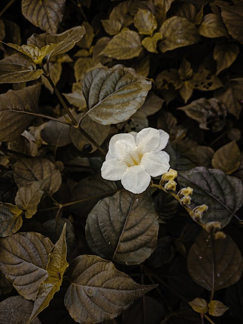 Immagine gratuita di avvicinamento, fiore, foglie