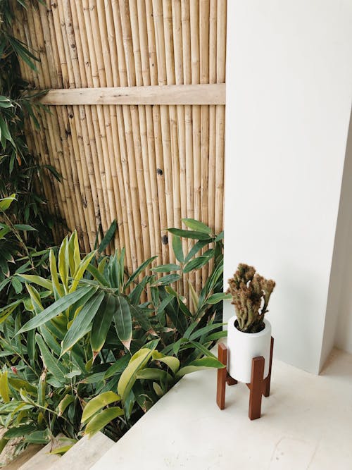 Безкоштовне стокове фото на тему «бамбук, вертикальні постріл, горщик для квітів»