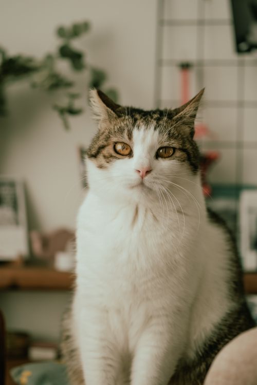 Free Charming tabby cat posing indoors, perfect for pet lovers and animal-themed mobile wallpapers. Stock Photo