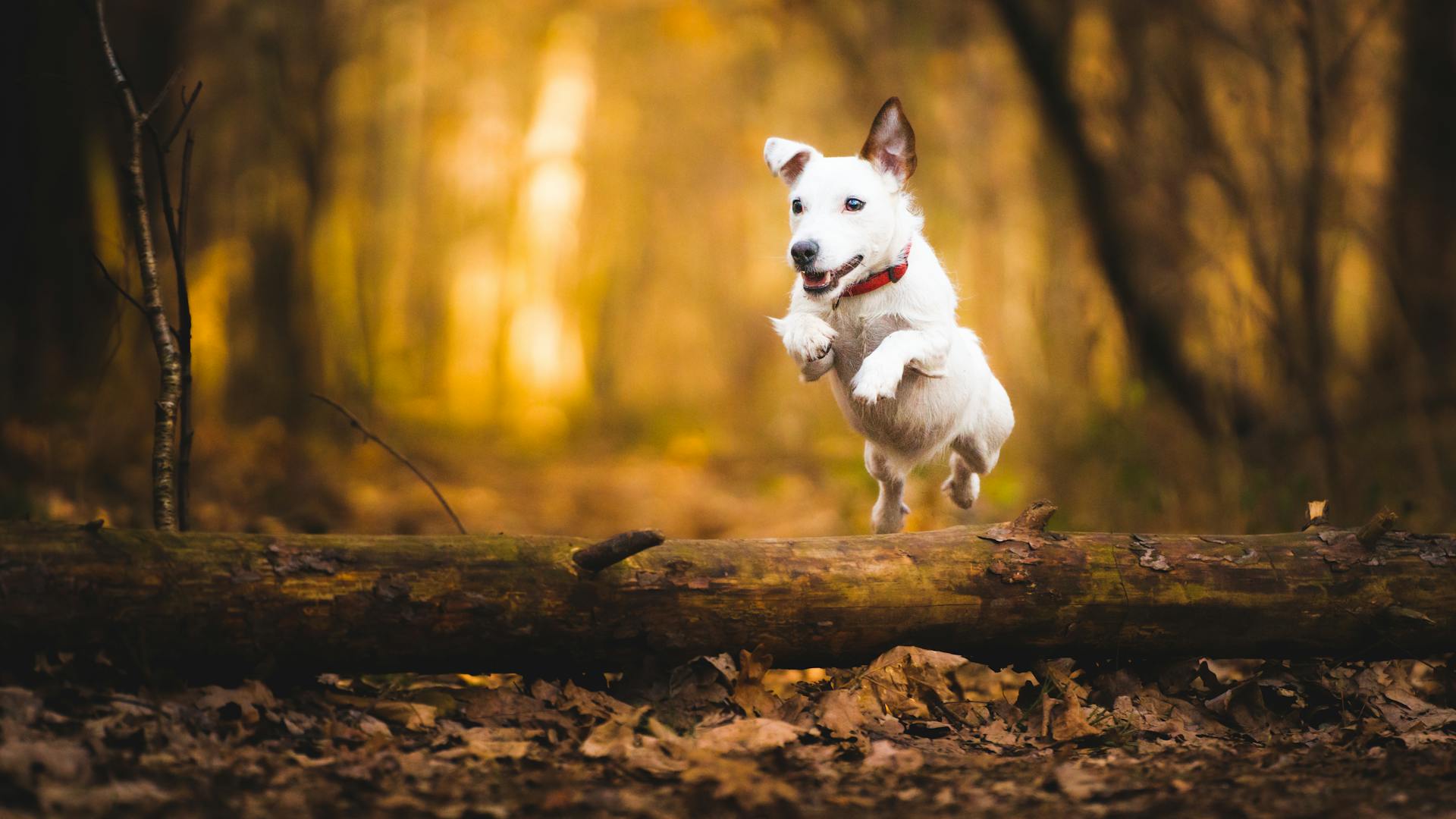 Dog Jumping over Tree Trunk