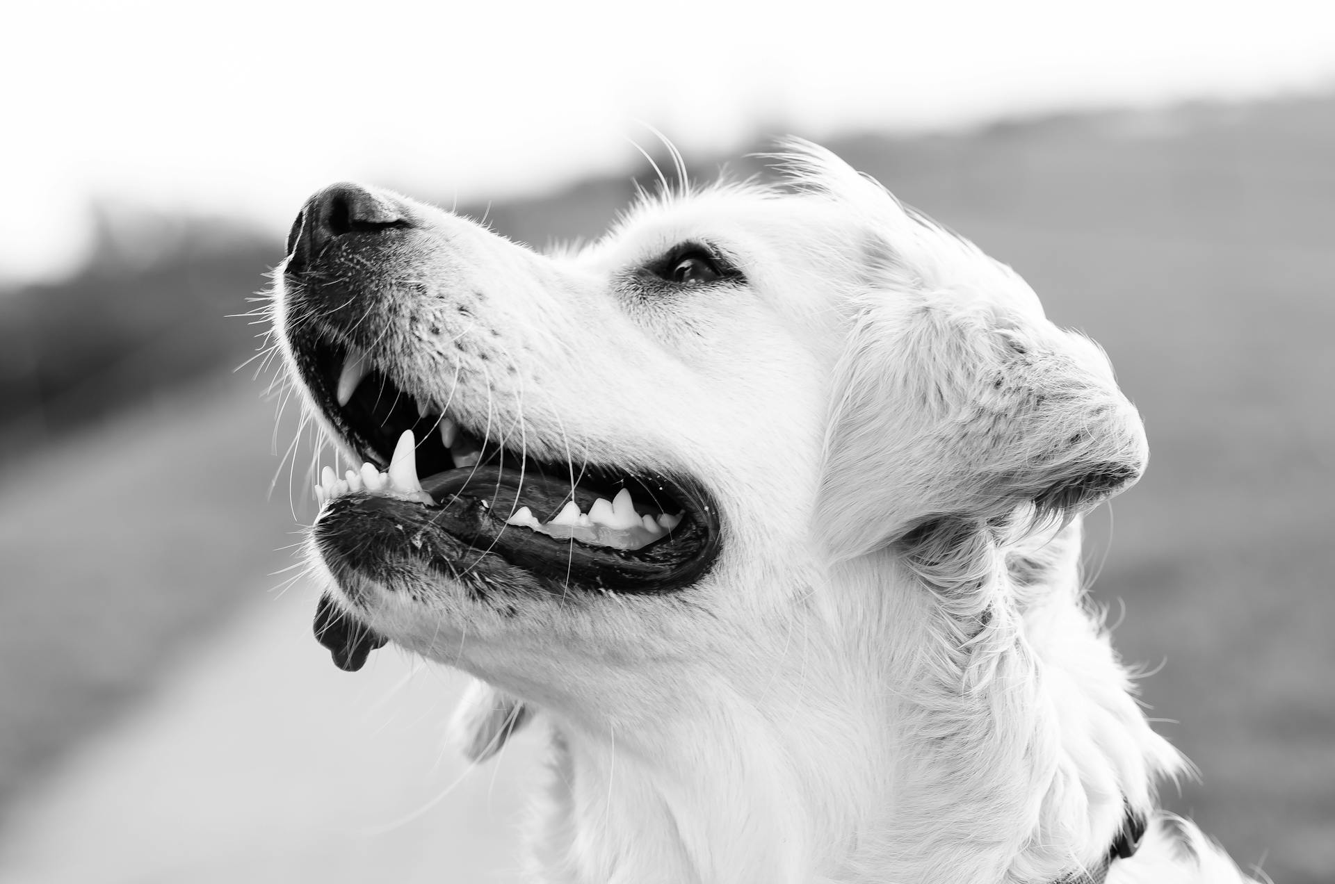 Golden Retriever Grijsschaal Fotografie