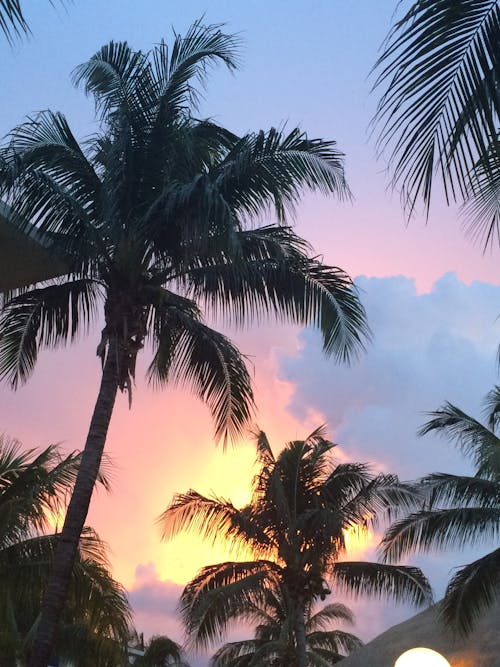 Free stock photo of holiday, palm tree, sunset