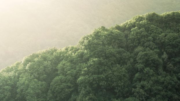 A serene view of a foggy forest, bathed in gentle morning sunlight.