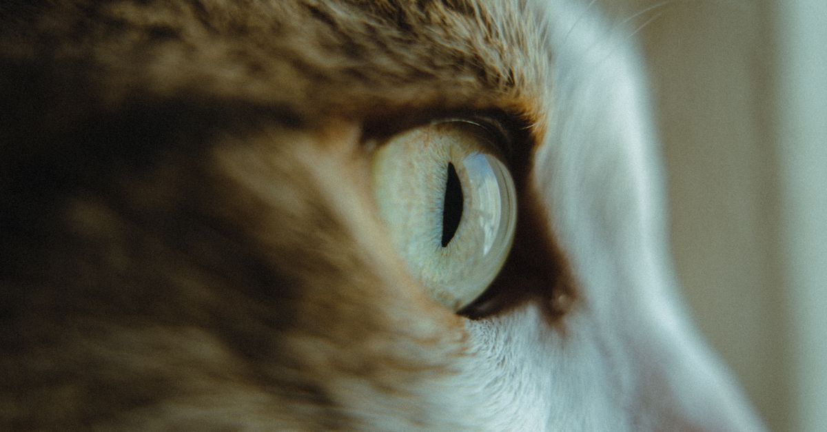 😻 cat eye pictorial 😻 so here it is.. cat eye... Close up of Cat Eye · Free Stock Photo