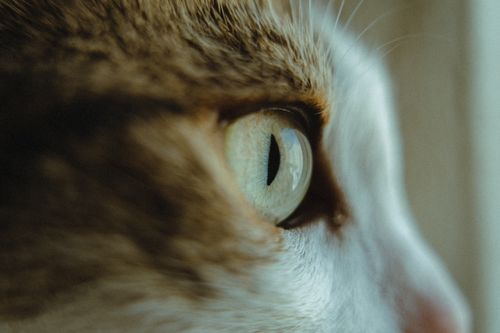 Free A captivating close-up of a cat's eye showcasing intricate details and textures, perfect for pet lovers. Stock Photo