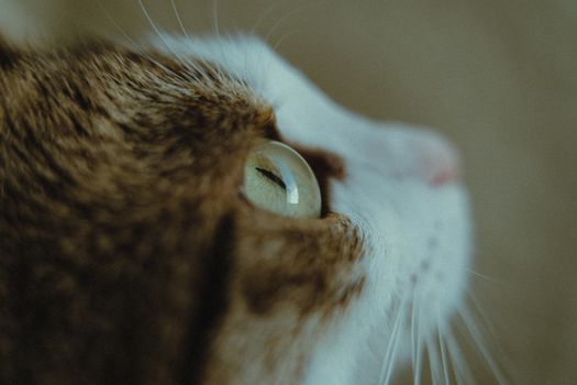 A detailed close-up of a cat's eye captured indoors with soft lighting.