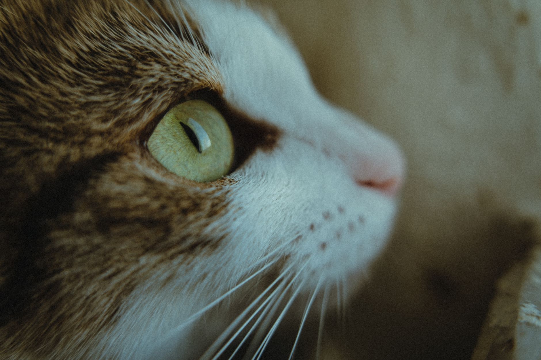 Veterinarian examining a cat during a checkup