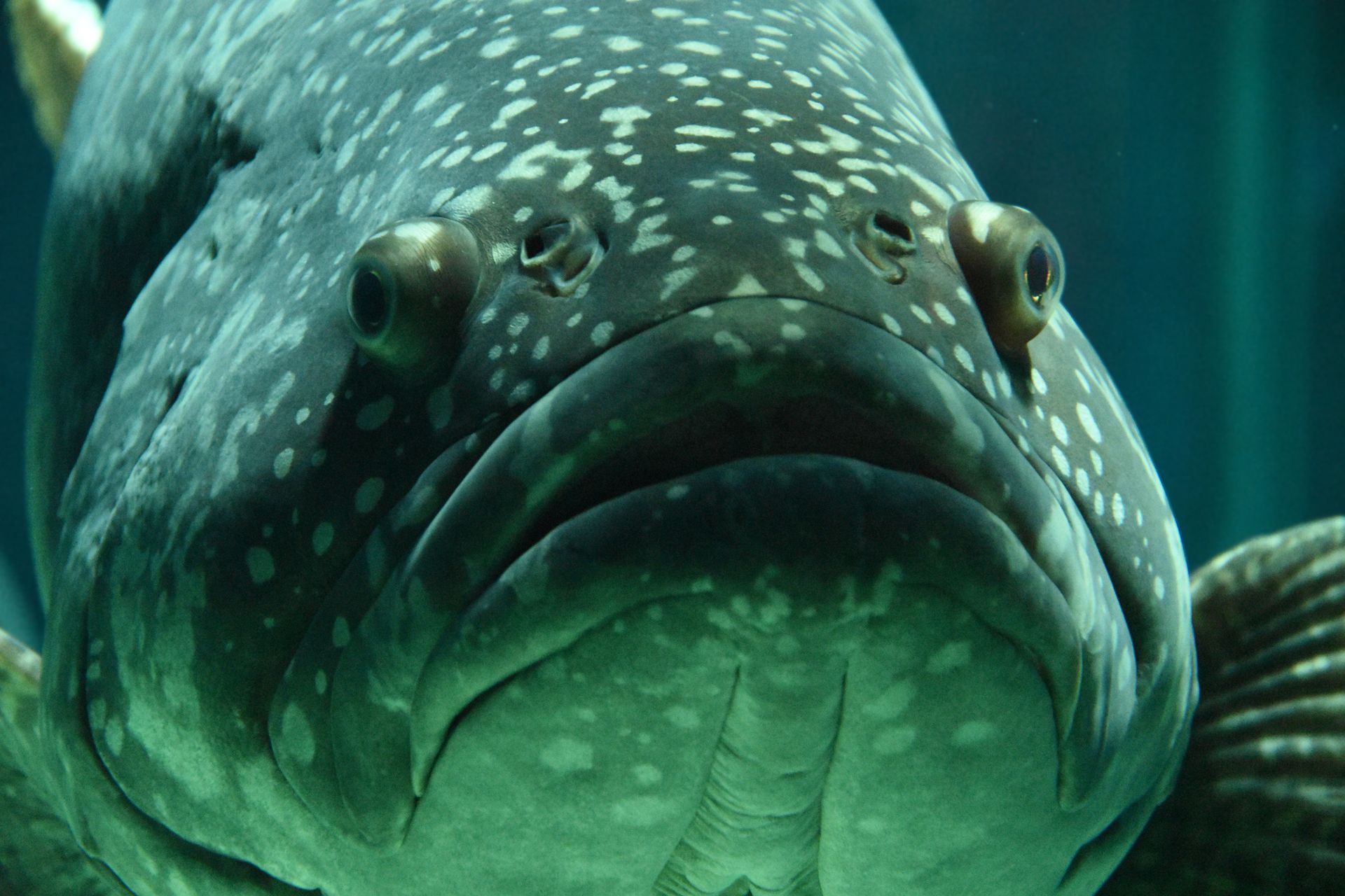 Detailed close-up photo of a grouper fish swimming underwater in an aquarium.