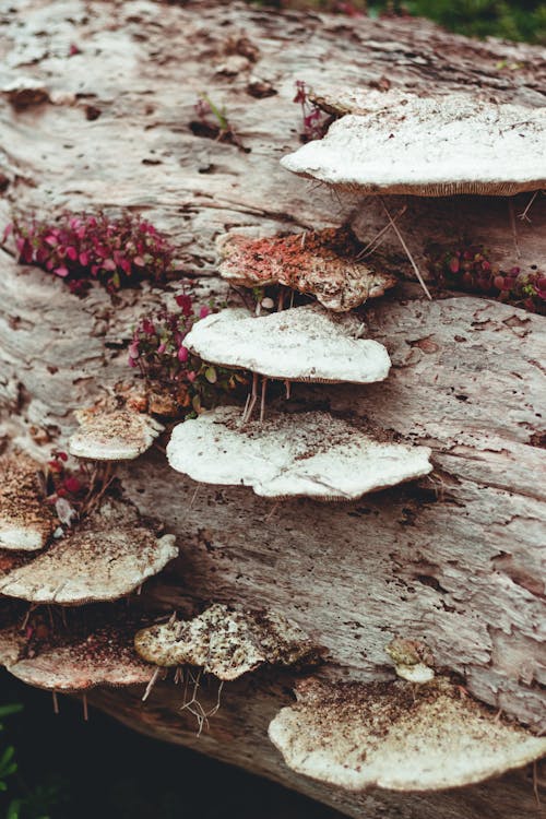 Photo of Mushrooms on a Tree Trunk