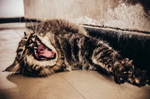 Free stock photo of cat, yawning