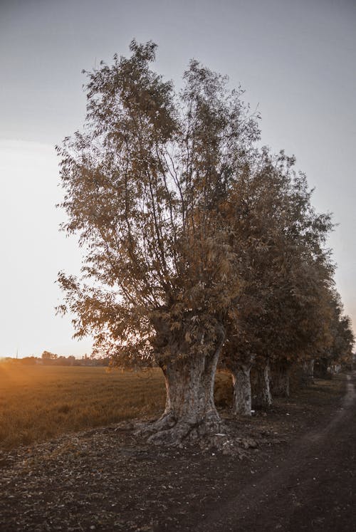 Trees in Countryside at Sunset