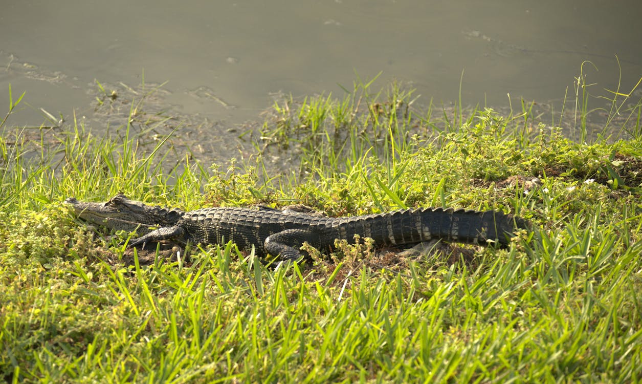 Gratis stockfoto met alligator, beest, buiten