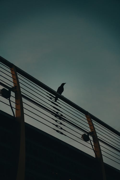 Evening Photo of a Raven Sitting on the Railing