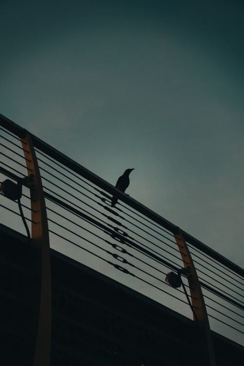 Free Mysterious raven silhouette perched on urban railing during twilight, creating a dramatic ambiance. Stock Photo