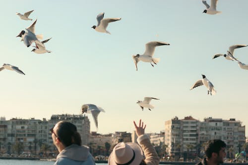People Looking at Flying Birds 