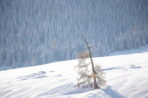 Winter Photo of a Single Tree with a Coniferous Forest in the Background