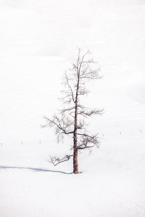 Photos gratuites de arbre, espace de copie, hiver