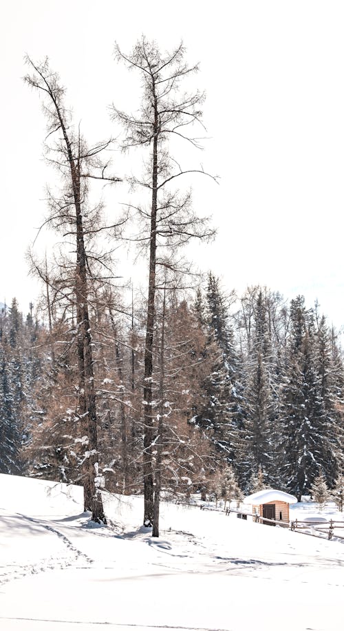 Photos gratuites de arbres, forêt, froid