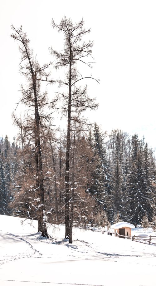 Free Peaceful snowy forest with tall trees and a small cabin in winter. Stock Photo