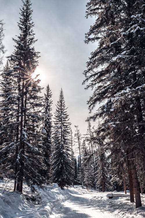 Foto d'estoc gratuïta de bosc, hivern, llum del sol