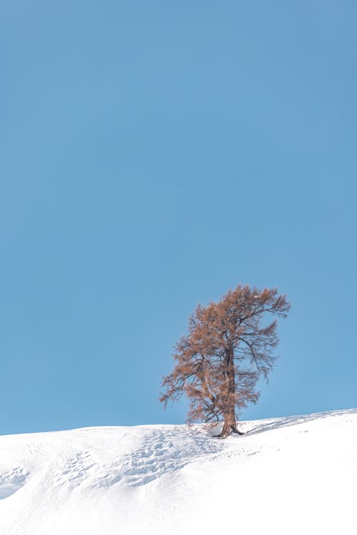 Photos gratuites de arbre, ciel clair, colline